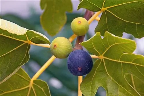 fig-rolls-up-leaves