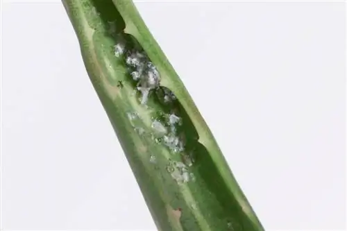 Aloe Vera: Objavili ste biele vločky? Ty to dokážeš