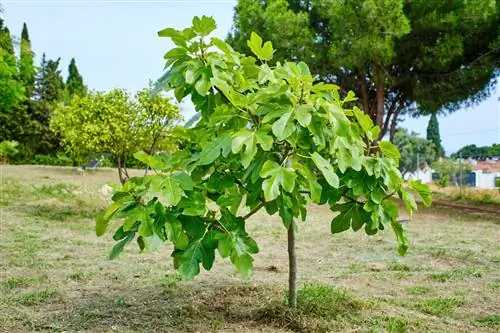 একটি ডুমুর গাছ খনন করা: এটি কীভাবে সঠিকভাবে এবং আলতো করে করা যায়