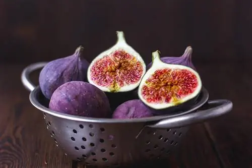 pembersihan buah ara