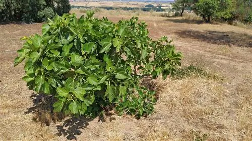 Figs: an overview of their origin and growing areas