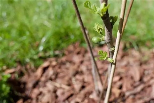 De oogst van vijgenbomen vergroten: het geheim van snoeien