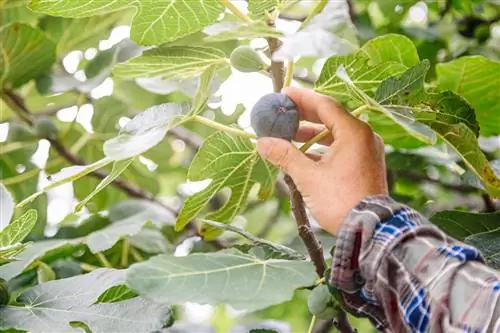 Successful fig tree harvest: The best tips and tricks