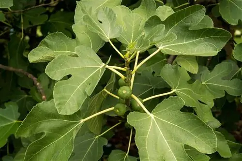 Fig-tree-leaves-roll-in