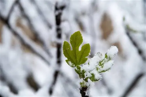 Fig tree frozen? This is how you save him again