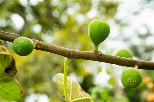 Green fruits on the fig tree: causes & varieties