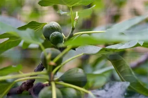 Fig tree mildew: mga remedyo sa bahay para sa epektibong kontrol