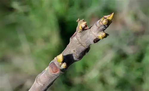 Los brotes de higuera se secaron.