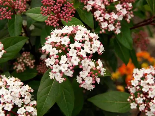 Goede buren voor vijgenbomen: Ideaal in bedden en containers