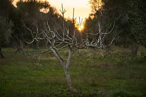 pohon ara mati