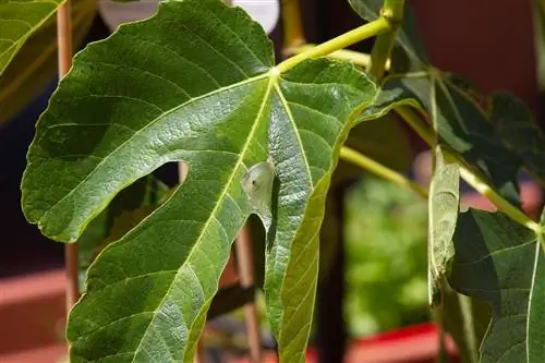 daun pokok ara tergantung