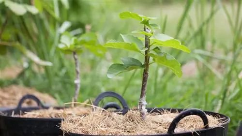 Grafting a fig tree: How does it work step by step?