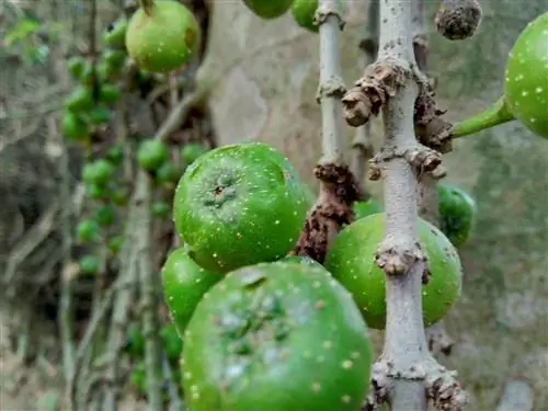 le figuier perd ses fruits