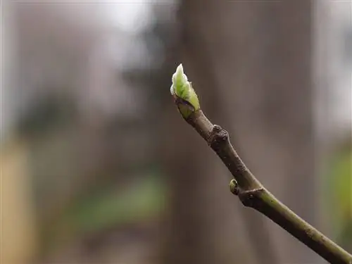 Bilakah daun datang pada pokok ara? Petua untuk bertunas