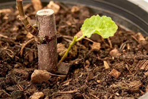 Pokok ara beku? Inilah cara anda boleh menyelamatkannya