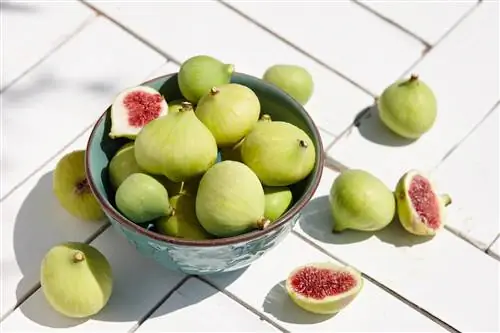 Mengambil buah tin hijau: kematangan, penyediaan & petua