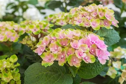 perubahan warna hydrangea