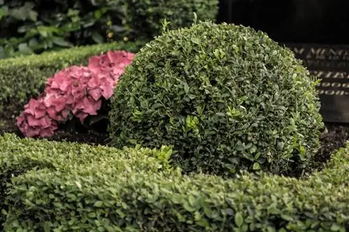 piantagione di tombe di ortensie