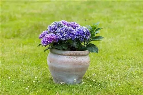 Hydrangeas hauv cov nroj tsuag: Vim li cas koj yuav tsum zam lawv