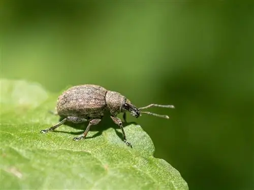 escarabajo hortensia