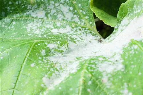 Powdery mildew: pinsala, sanhi at kontrol