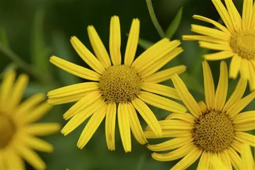 Oxeye arnica kuchanganyikiwa