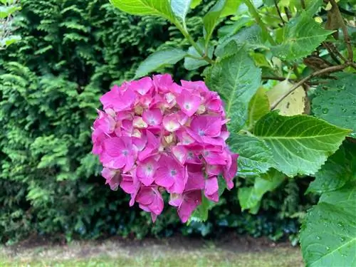 Les hortènsies pengen després de la pluja: Com protegir les teves plantes