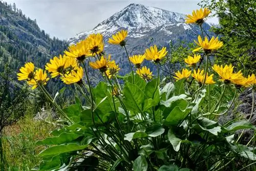 Presenza dell'arnica: dove cresce la pianta medicinale in Germania?