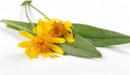 Foglie di Arnica: caratteristiche, crescita e precauzioni