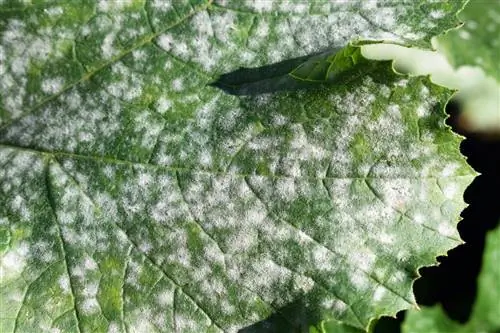 powdery mildew at downy mildew