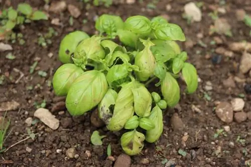 Valse meeldauw op basilicum: hoe u uw planten kunt redden