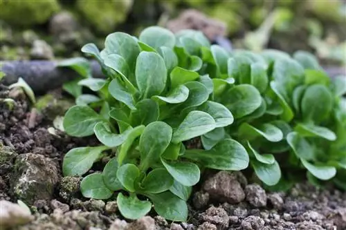 lamb's lettuce powdery mildew