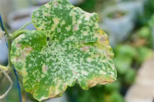 downy mildew melon