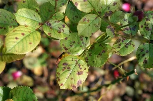 downy mildew rose