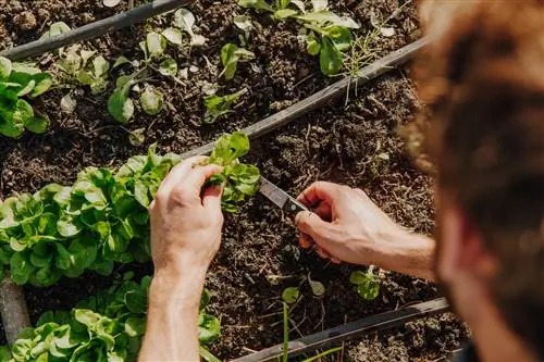 Lammesalat med mugg: Er den fortsatt spiselig?