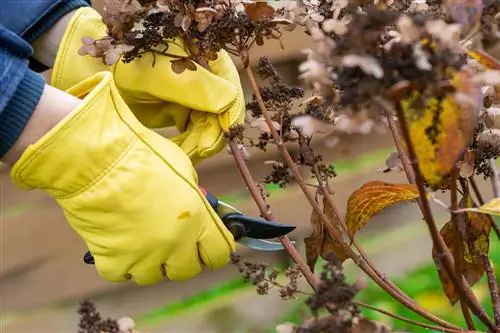 hortênsias depois do inverno