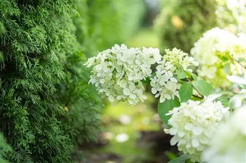 hydrangeas-next-thuja