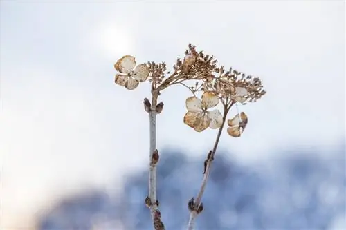 hortensia knoppe