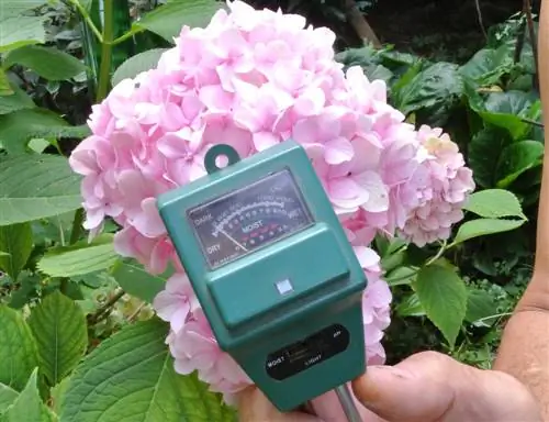 Hortensia en pH-waarde: Dit is hoe jy die blomkleur beïnvloed