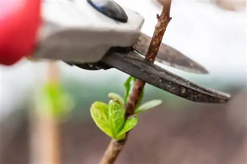 cutting hydrangeas in a pot