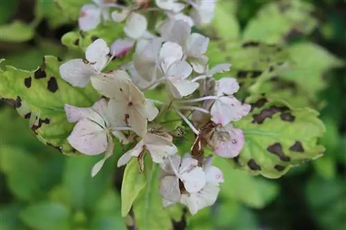 hydrangeas-black-leaves