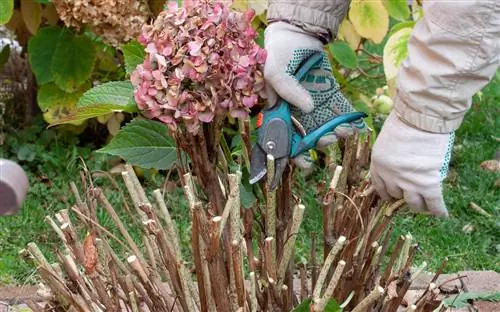 las hortensias no brotan