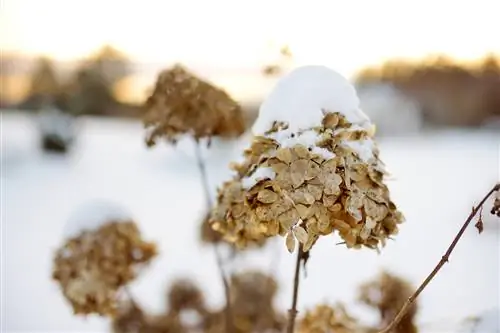 hortensia temperatur