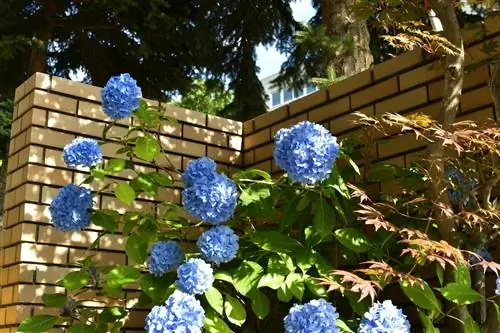 Hydrangea di bawah pokok cemara: Warna yang menyala di bawah naungan