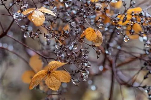 watering hydrangeas over the winter