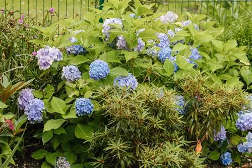 Hydrangeas болон rhododendrons: цэцэрлэгт төгс хослол