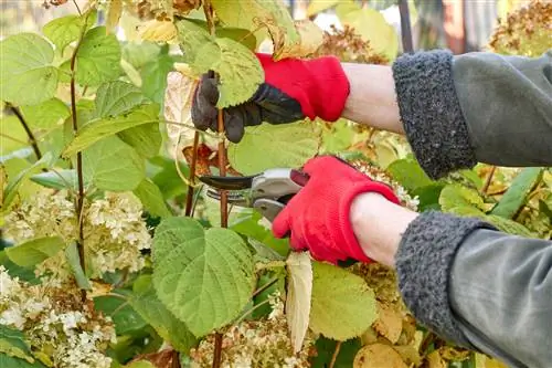 Hortensiad: Töötle kuivatatud oksi korralikult