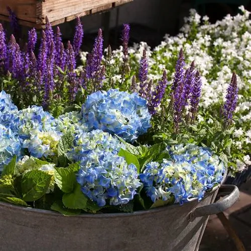 hydrangeas-thiab-lavender-ua ke