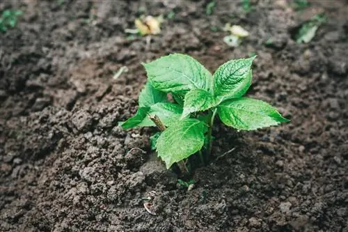 hortensias-propagadas-por-goteros