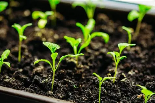 Auberginezaailingen: alles over het kweken en verzorgen ervan